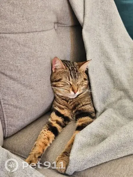 Chaton trouvé à Fleury-les-Aubrais - photo
