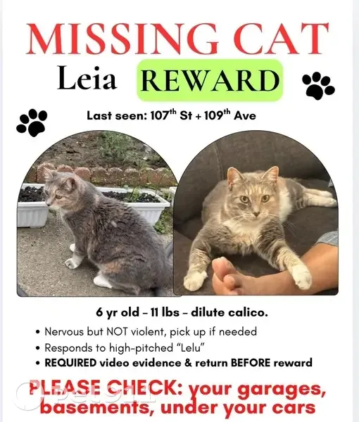 Lost 6yo Calico Cat: Answers to 'Lelu!' - photo