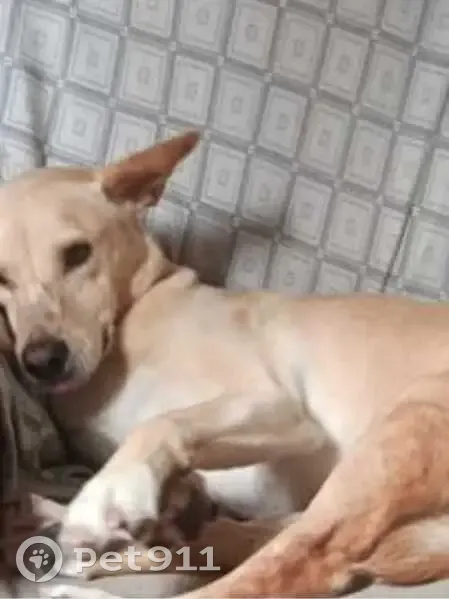 Cachorro perdido - photo