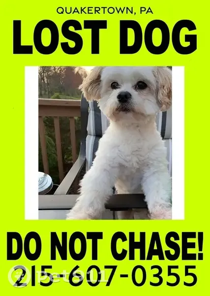 Lost Elderly Dog: Sal Needs Help Now! - photo