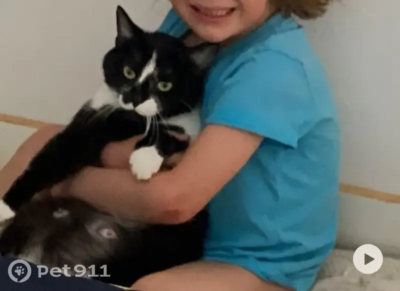 Chat perdu rue Charlemagne, Paris URGENT - photo