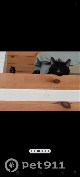 Lost Black Cat: Friendly & Bug-Loving - photo