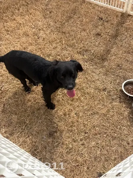 Found: Friendly Dog on Columbia Ave, Dallas - photo