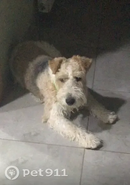 Fox Terrier Perdido en Totana: Cariñoso y Sociable - photo
