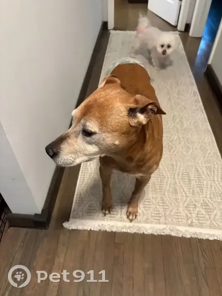 Found: Well-Trained Dog on Sugarloaf Pkwy - photo