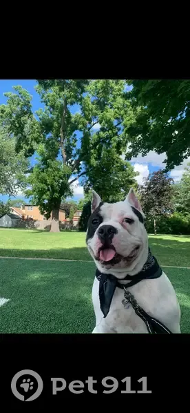 Lost American Bully: Sick & Needs Meds - photo