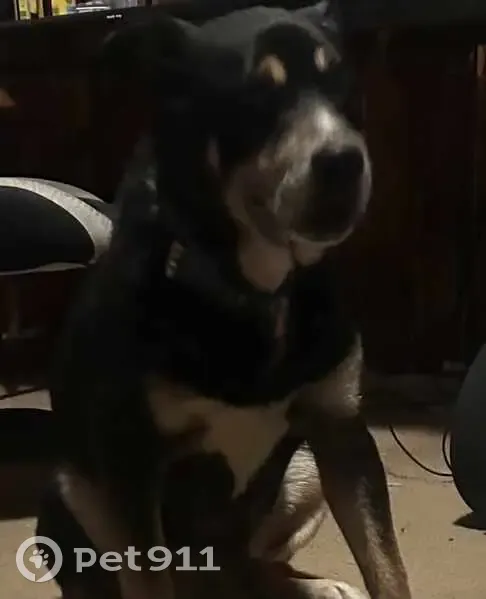 Found Rottweiler Pup on Ingleside Drive - photo