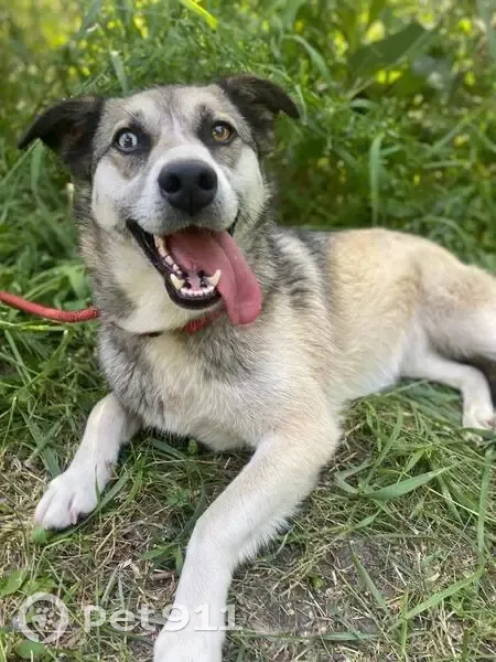 Chienne croisée disparue à Courcelles - photo