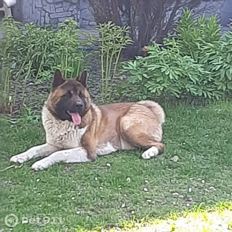 Зникла собака: темно-руда, біла шия, Кривий Ріг - photo