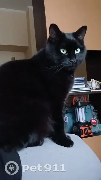 Зник чорний кіт з білою плямою в Києві - photo