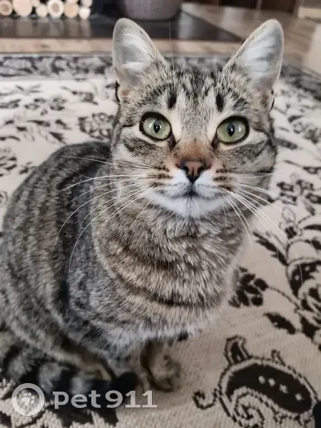 Зникла кішка Мася на вул. Княгині Ольги, 20 - photo