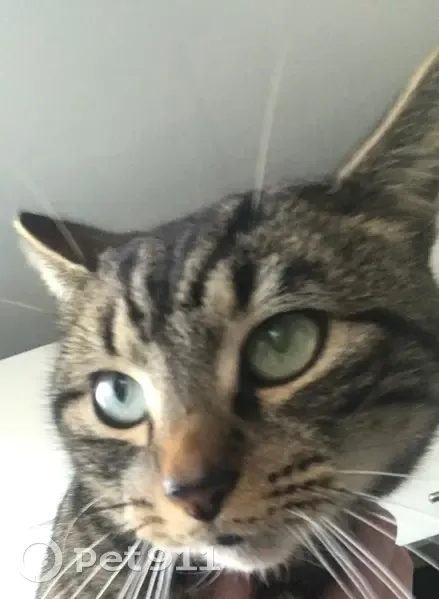 Lost Tabby Cat 'Blu' in Soar Way Area! - photo