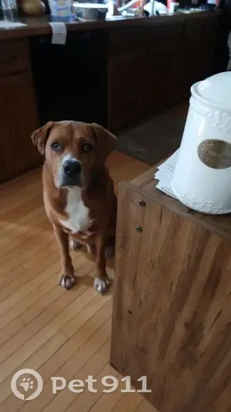 Lost Dog: Red & White, 95lbs, Troy Area - photo