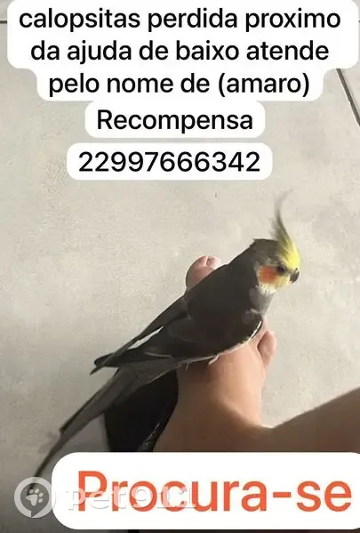 Pássaro perdido - photo