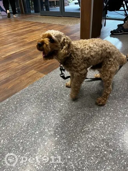 Lost Cavoodle: Help Find Beloved Pet! - photo