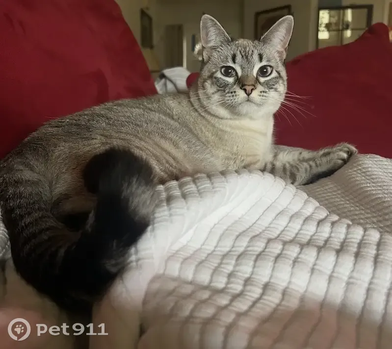 Lost Lynx Point Siamese on St. Andrews - photo