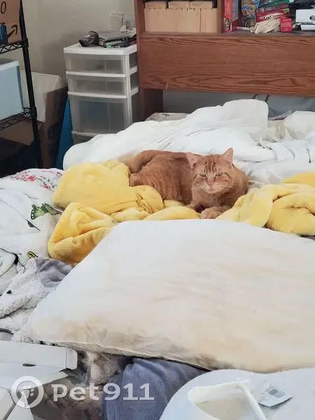Found: Docile Yellow Tabby in Lakewood - photo