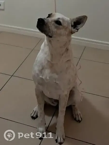 Lost Dog: Friendly White & Red, No Tail - photo