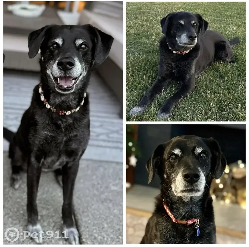 Lost Black Lab Mix on 61st Ave, Puyallup - photo