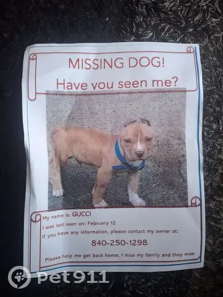 Lost Dog: Gucci, Tan & White, Riverside - photo
