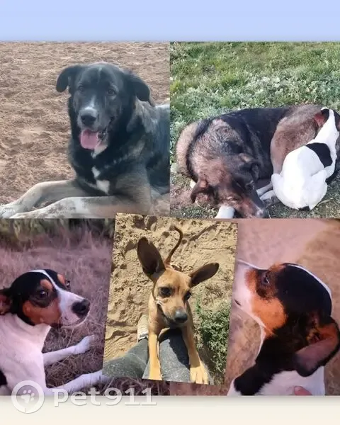 Perro Perdido en Chipiona: Felipe Herido - photo