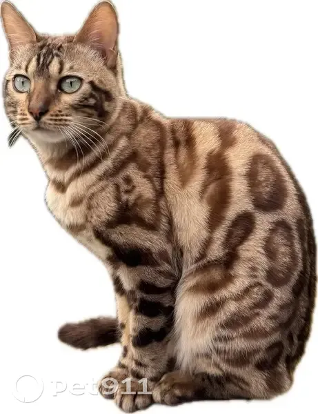 Missing Snow Bengal: Aelin in Plainview - photo