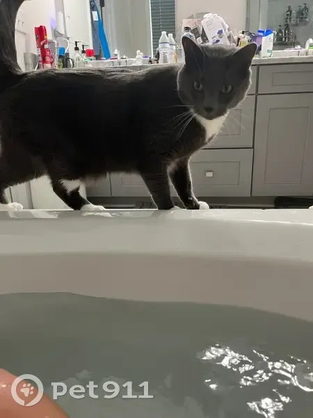 Lost Cat Alert: Grey with White Paws - photo