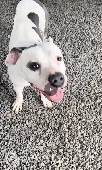 Missing: White Dog with Black Spots - Waianae - photo