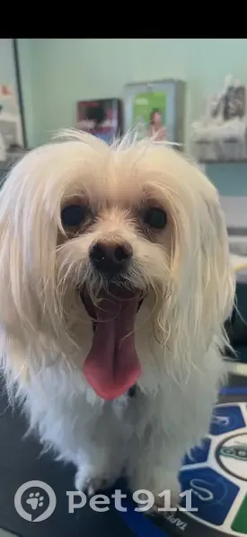 Lost Maltese in Leesburg: Help Needed! - photo