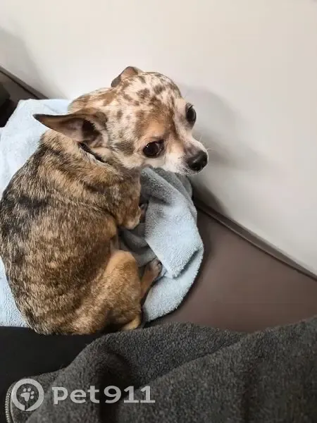 Lost: Brown Spotted Chihuahua in Sanford - photo