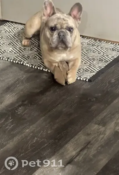 Missing Lilac Dog with Unique Markings - photo