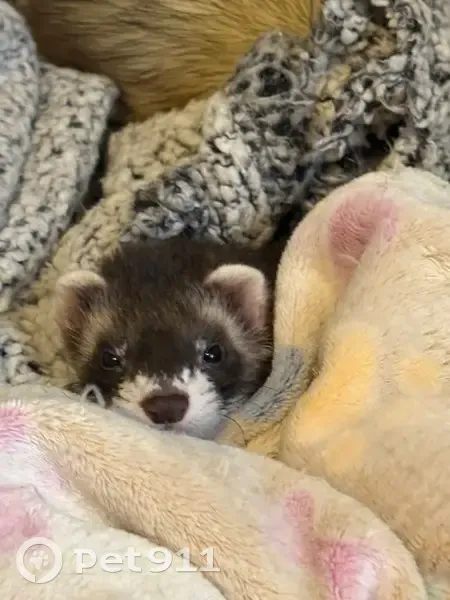 Lost Ferret Milo: Black Sable in Sound Beach - photo