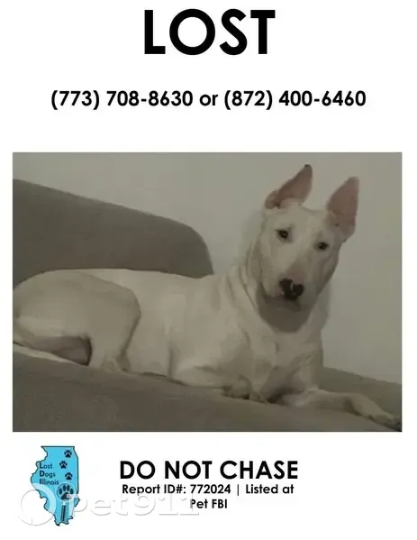Lost White Bull Terrier: Heart Nose - photo