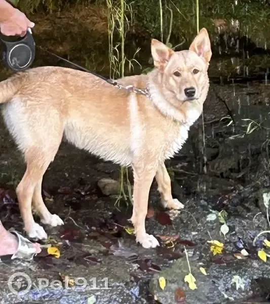 Lost: Playful Lab/Husky Mix in Clarksville - photo
