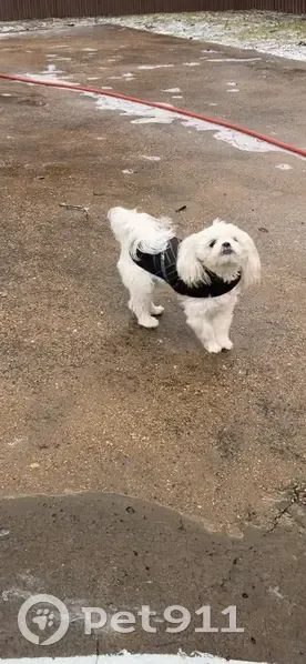 Lost White & Brown Dog, 9 Months Old - photo