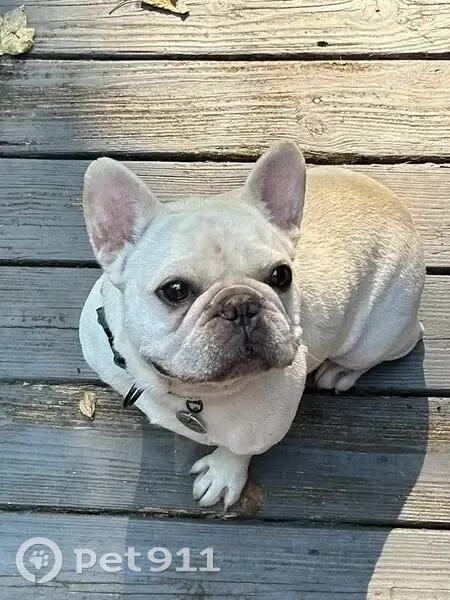 Lost Cream Frenchie on Market St, Clarkston - photo