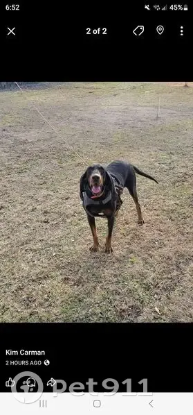 Lost Coonhound: Friendly, Orange Collar - photo