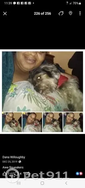 Lost Dog: Black & Tan, Needs Medical Care - photo