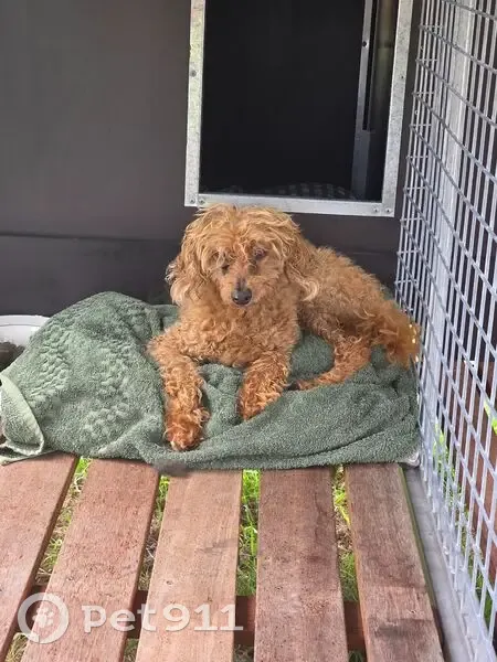 Found: Tan Mini Poodle on Rodeo Drive - photo