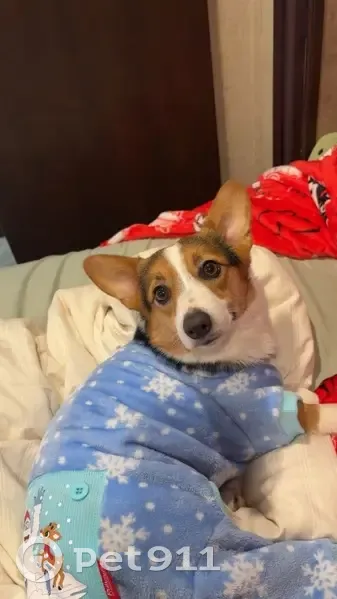 Lost Friendly Corgi on Mountville Rd - photo