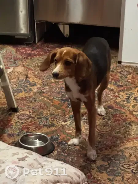 Lost Beagle Mix: Nelly Marie in Worcester - photo