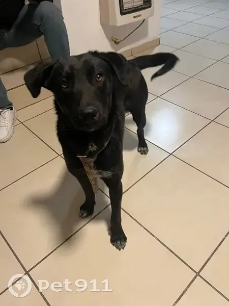 Perro Encontrado en Cerro del Pescadito, Chihuahua - photo