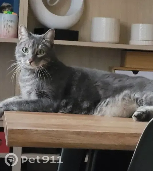 Chat gris tigré perdu à Tournefeuille - photo