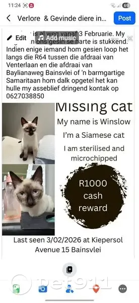 Help Find Winslow: Lost Siamese Cat - photo