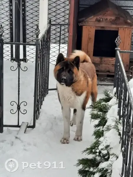 Зникла рудо-біла собака в Кривому Розі - photo