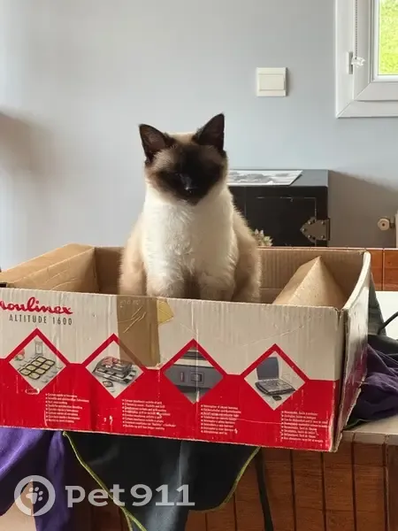 SOS : Lili, chatte siamoise perdue à Biarritz - photo