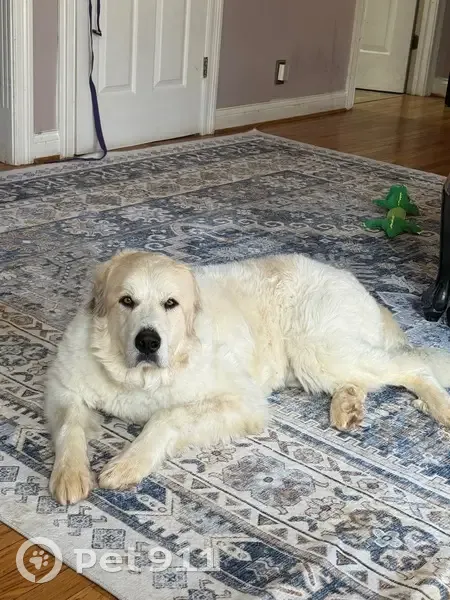 Lost: Friendly Great Pyrenees in Louisville - photo