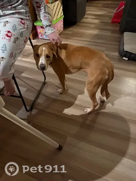 Missing: Tan Dog, White Face Stripe, Sabattus - photo