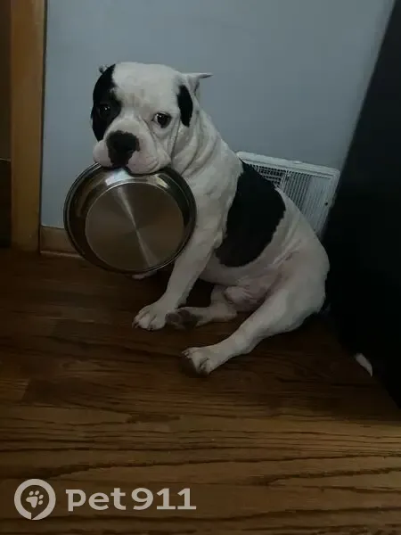 Help Find Tyson: Sick, Friendly Dog Lost - photo