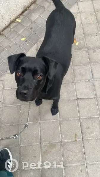 ¡Ayúdanos a encontrar a Ades en Illescas! - photo